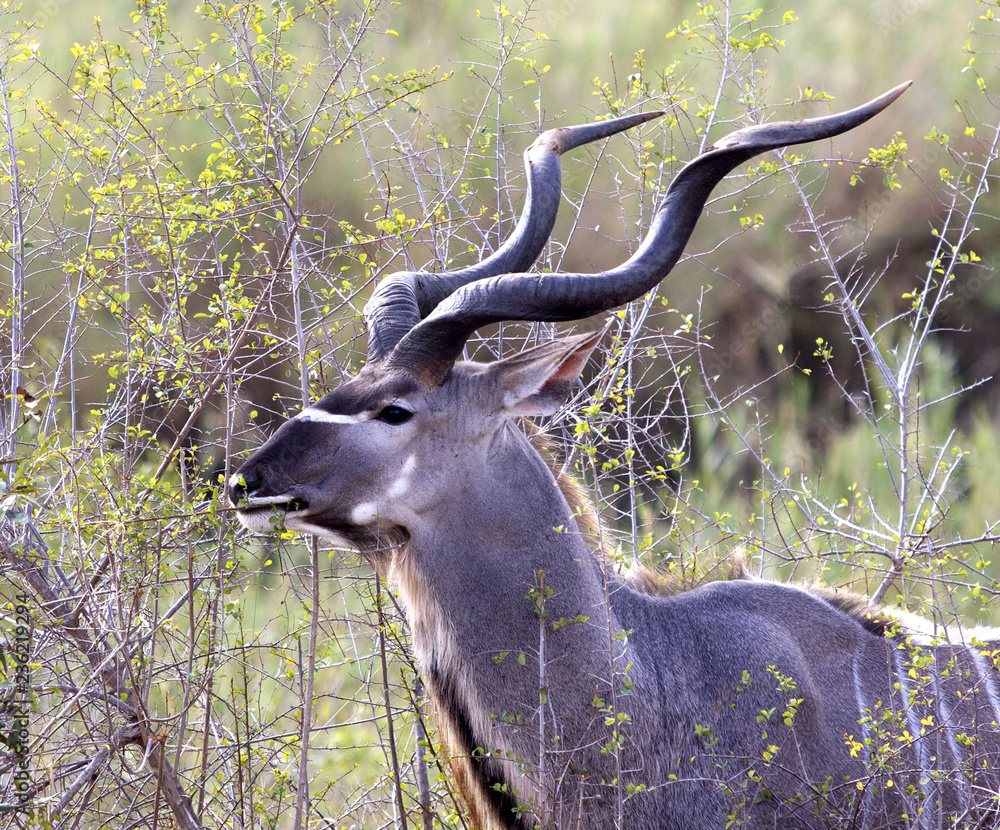 A large Kudu buck in South Africa displays the curly horns for which he is  famous Stock Photo | Adobe Stock
