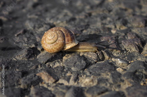 Snail on asphalt road