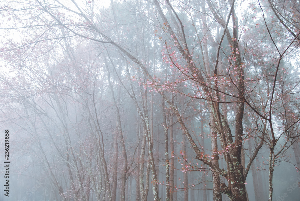 Wild Himalayan Cherry or Prunus cerasoides with fog in morning Wild Himalayan Cherry or Prunus cerasoides with fog in morning