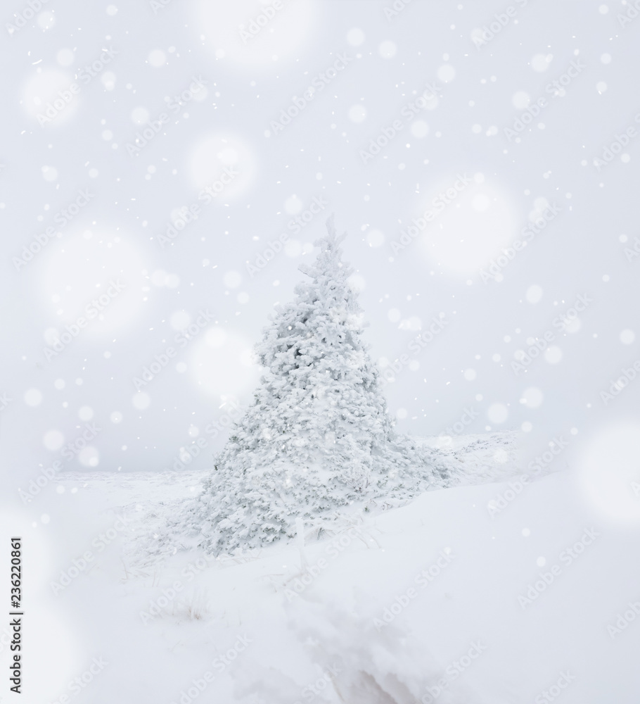 Lonely pine tree in heavy snow fall middle of winter. Winter background