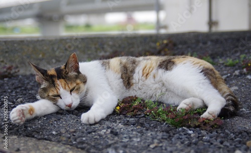 昼寝してる猫