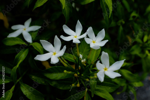 Sampaguita Jasmine white flower on blurred background