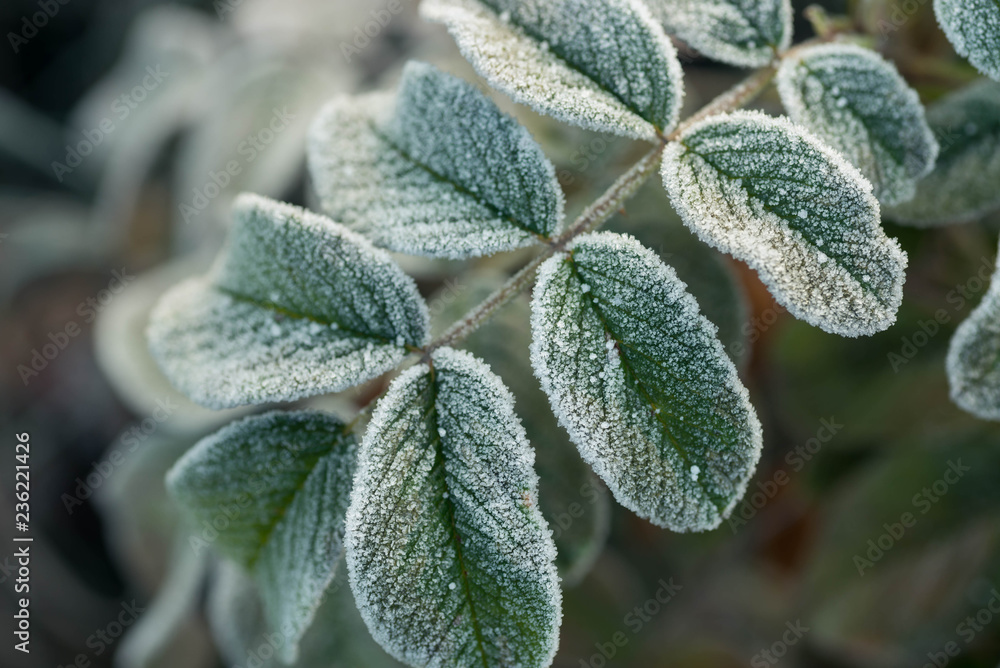 rose leaves covered with hoarfrost macro rose leaves covered with hoarfrost macro