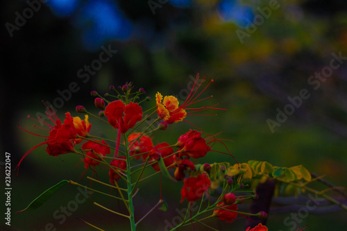 red flowers in the garden