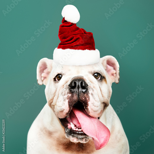 Portrait of a cute Bulldog puppy wearing a Santa hat photo