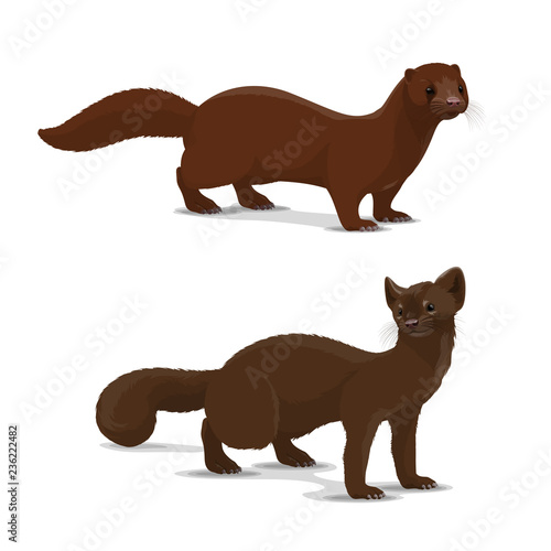 Sable and mink cartoon vector animal