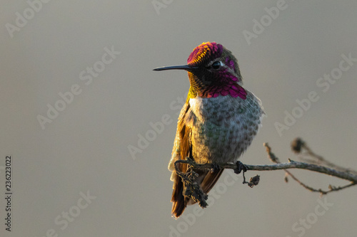 Hummingbird, seen perched  in North California