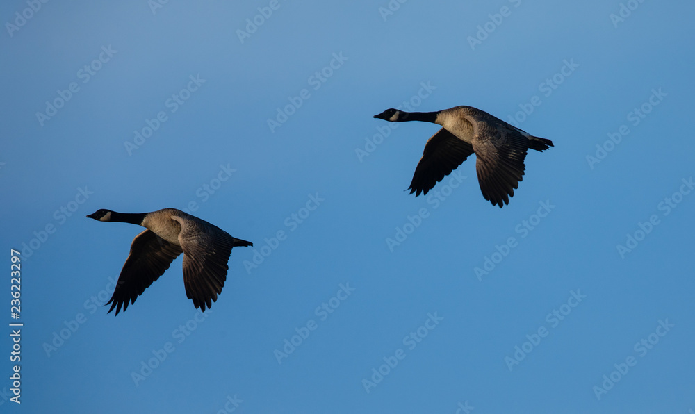 Canada geese flying together, seen in the wild near the San Francisco Bay Canada geese flying together, seen in the wild near the San Francisco Bay