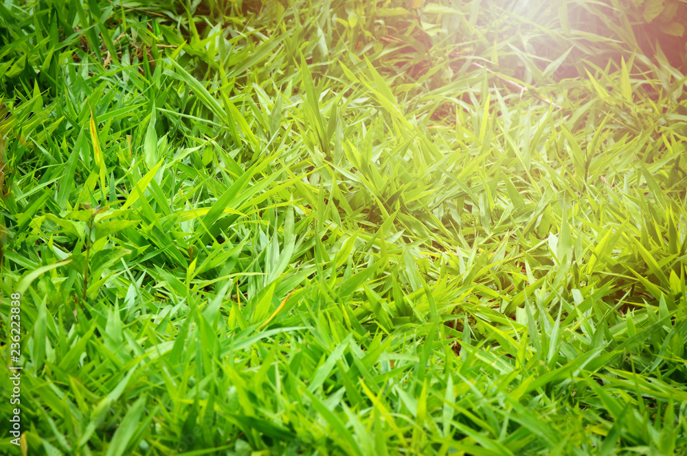 green grass natural background / grass field and sunlight green grass natural background / grass field and sunlight
