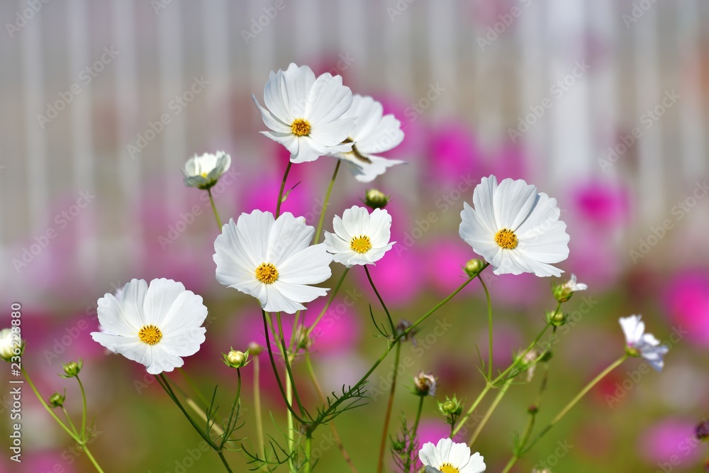 満開のコスモス