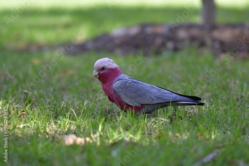 bird on the grass