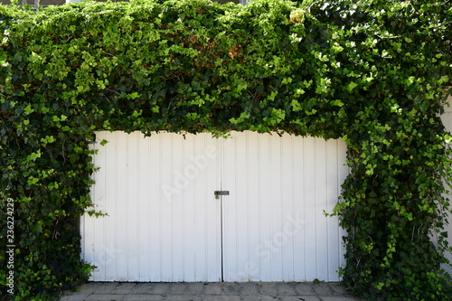 forest and the white gate