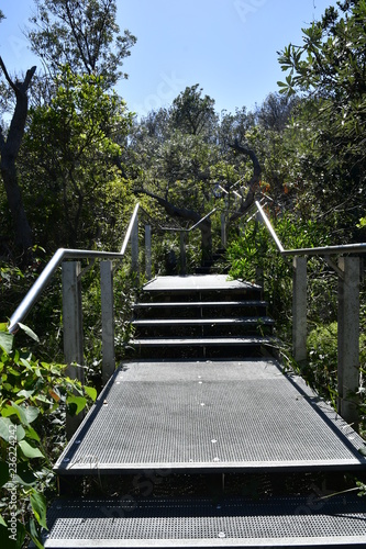 bush walkway