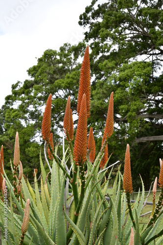 trident flower