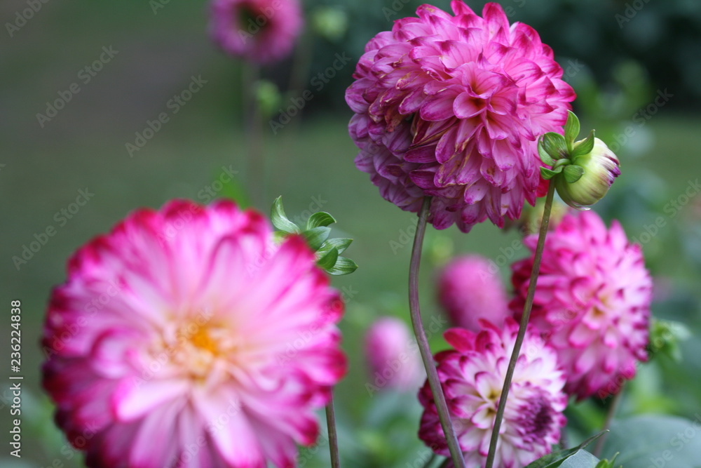 Dahlienblüten Dahlienblüten