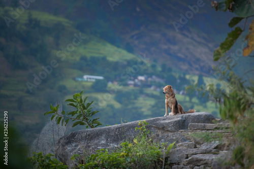 a dog sitting on the rock at the high mountain