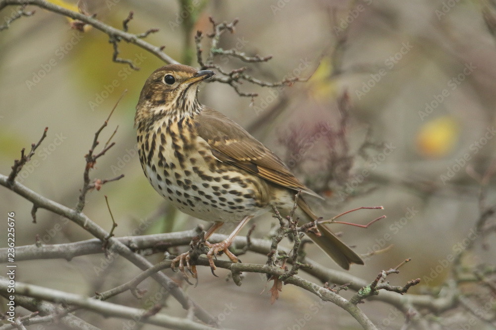 A beautiful Song Thrush (Turdus philomelos) perched on a branch in a tree. A beautiful Song Thrush (Turdus philomelos) perched on a branch in a tree.