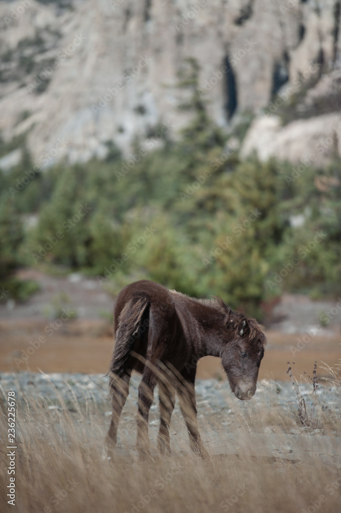Fototapeta premium horse in high mountain