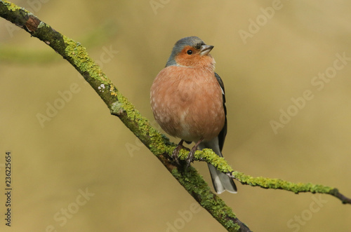 A stunning male Chaffinch (Fringilla coelebs) perching on a lichen covered branch in a tree.