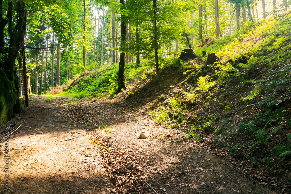 country road through forest in sun light country road through forest in sun light