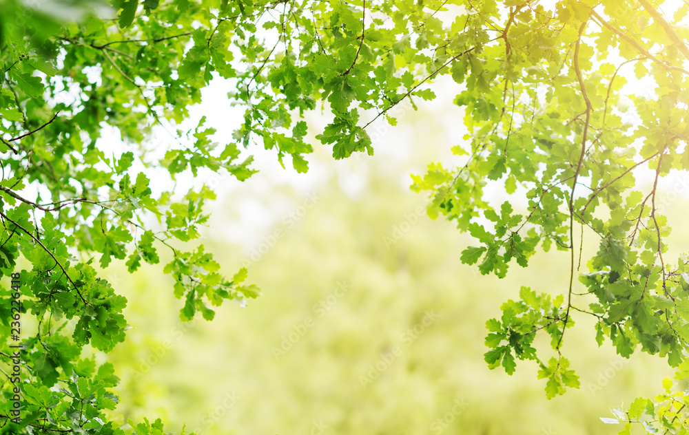 Oak leaves background in summer with beautiful sunlight. Green foliage Oak leaves background in summer with beautiful sunlight. Green foliage