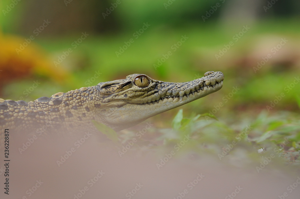Fototapeta premium krokodyl,
