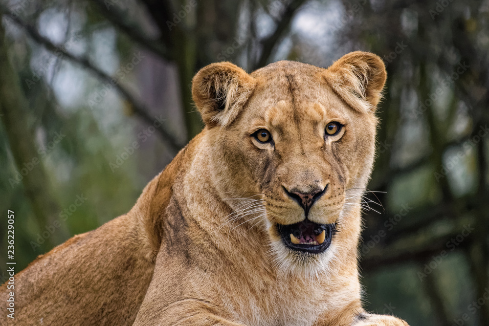 Fototapeta premium Lioness cleaning her fur
