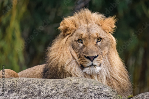 Closeup of a male lion sitting on a rock