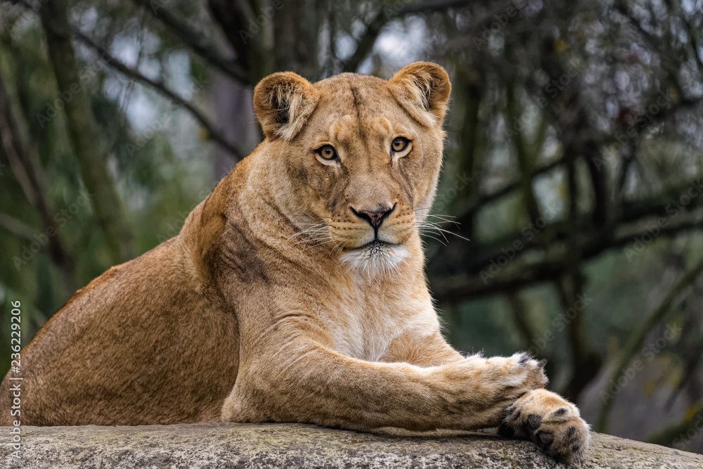 Obraz premium Lioness cleaning her fur