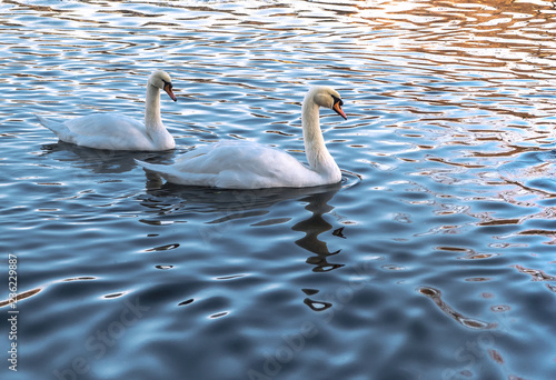 Two white swans in blue water at sunset.