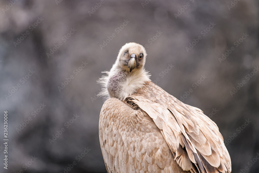 Close up of a one eyed eurasian griffon Close up of a one eyed eurasian griffon
