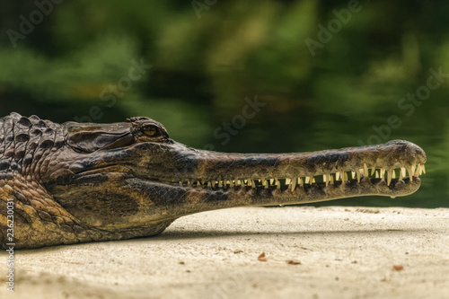 Close up of a gharial