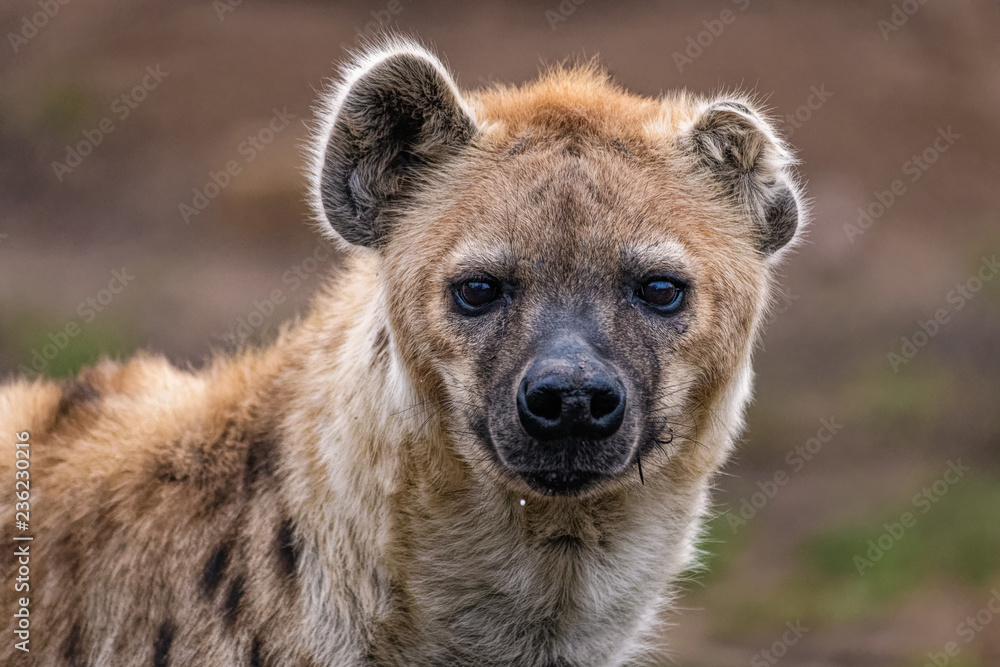Close up of a spotted hyena Close up of a spotted hyena