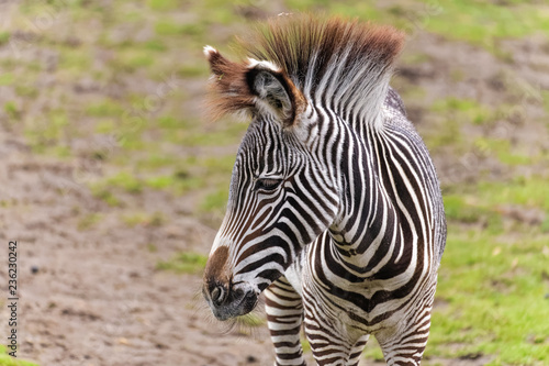Young zebra looking for food