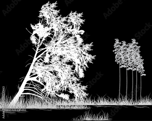 coniferous white and grey forest isolated on black