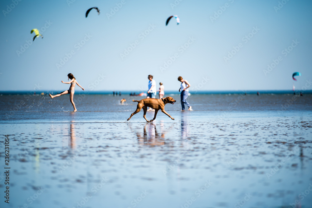 dog portrait in the Wadden Sea
