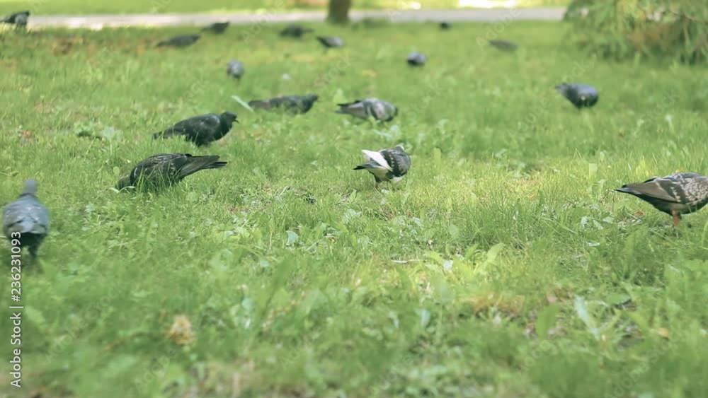 many pigeons in the meadow with green grass many pigeons in the meadow with green grass