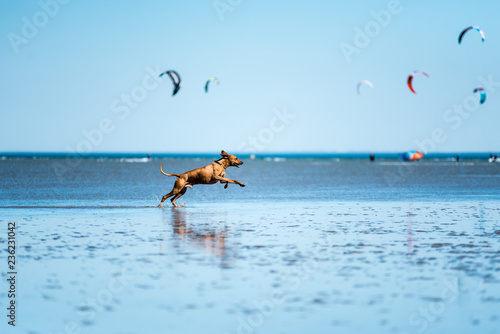 Photography dog portrait in the Wadden Sea