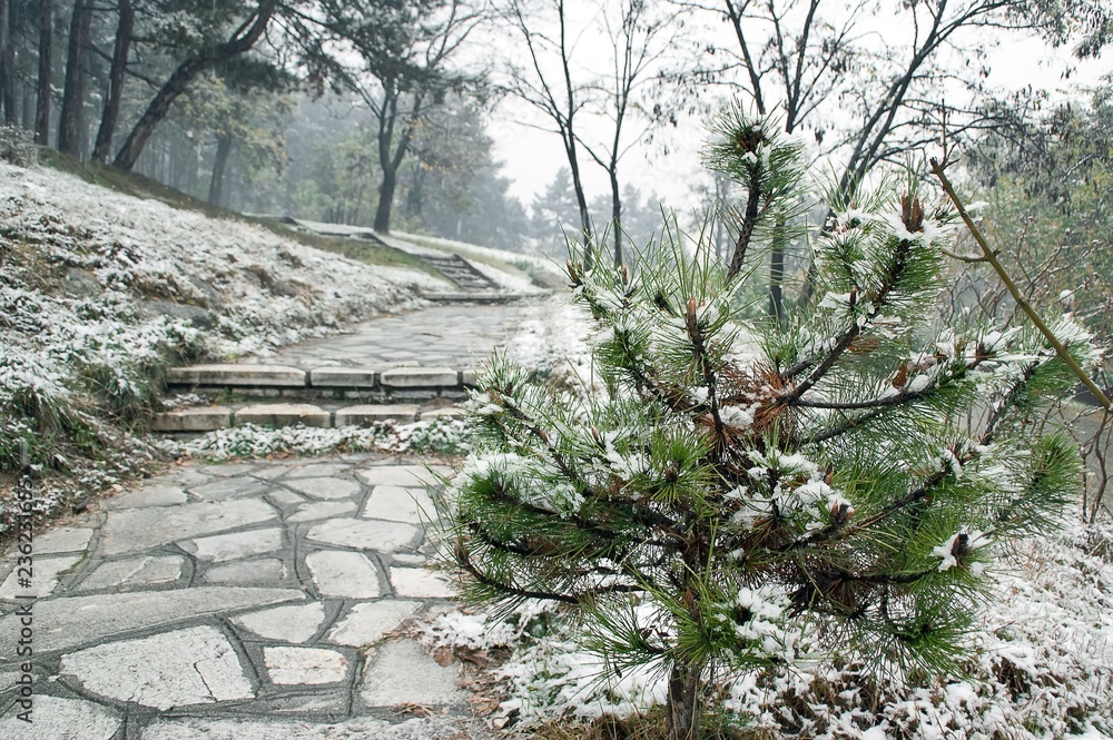 Walking alley with stone pavement and stairs by the young coniferous tree in the park outdoor. Snow, winter concept. Walking alley with stone pavement and stairs by the young coniferous tree in the park outdoor. Snow, winter concept.