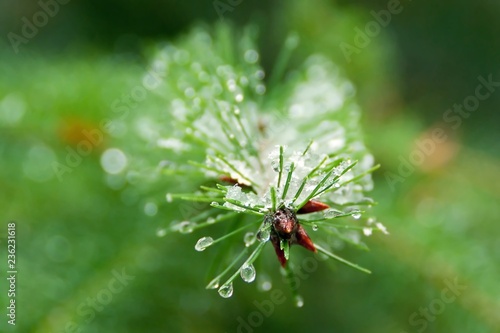 Beautiful water drops of melted snowflakes on the needles of a branch of pine tree, Pinaceae. Shallow depth of focus. Winter snowy holidays concept.