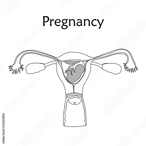 Embryo, baby, fetus in uterus, womb, placenta, umbilical cord. Vector flat medical illustration. Thin line image, white background.