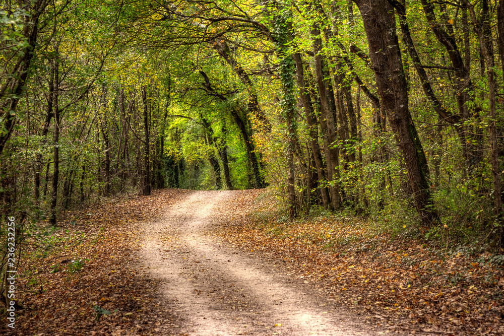 Obraz premium Forêt