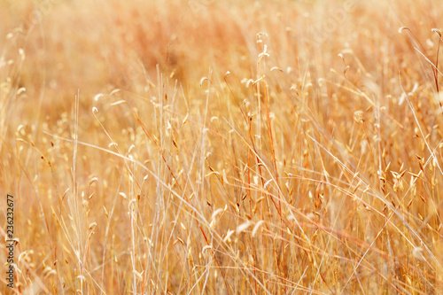 dried field grass and flower in background and nature