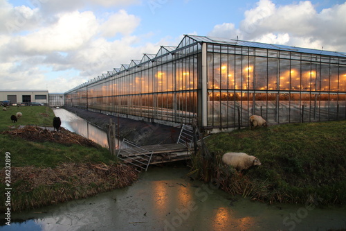 Greenhouse with orange lights for growing  roses better in Zevenhuizen in the Netherlands photo