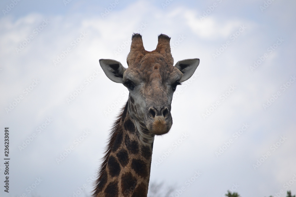 Giraffe Bull, South Africa