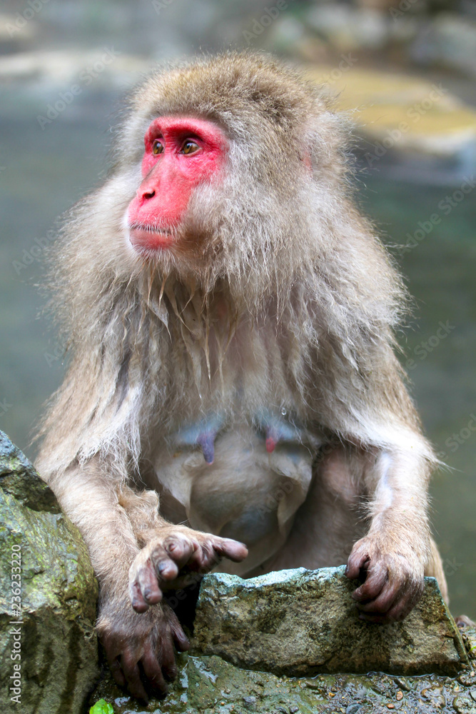 Naklejka premium Japanese Snow Monkey bathing in the thermal hot springs of Jigokudani, Japan