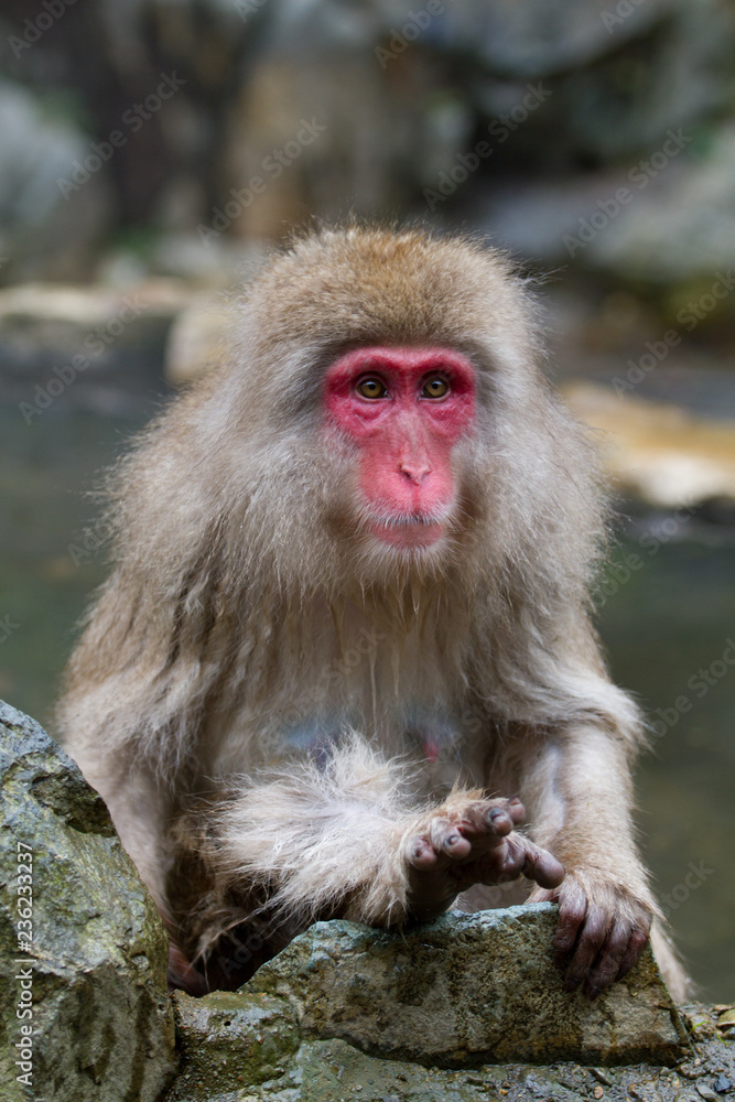 Naklejka premium Japanese Snow Monkey bathing in the thermal hot springs of Jigokudani, Japan