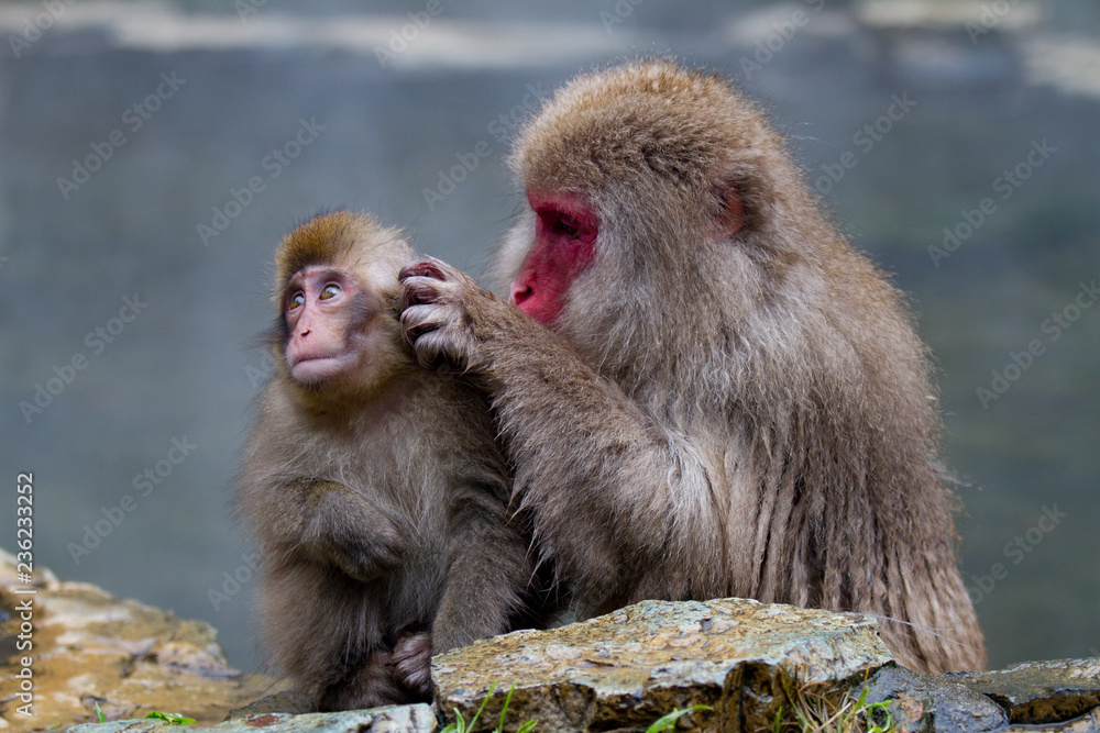 Naklejka premium Japanese Snow Monkeys grooming near the thermal hot spring waters in Jigokudani, Japan