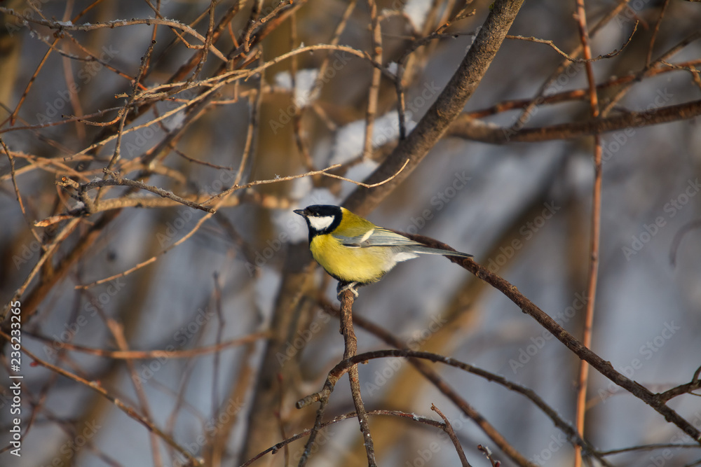 A little bird chickadee / titmouse A little bird chickadee / titmouse