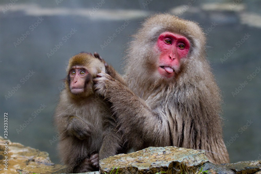 Naklejka premium Japanese Snow Monkeys grooming near the thermal hot spring waters in Jigokudani, Japan